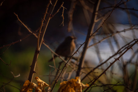 Blackbird with dry autumn leaves in winter cold sunny fresh day