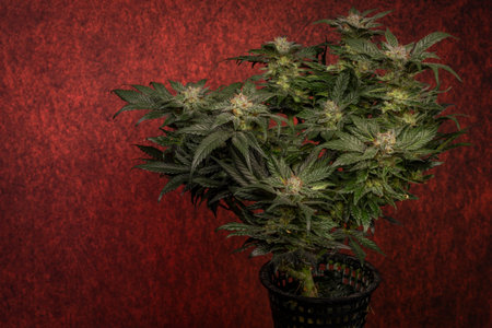 Mother of berries variety of marijuana with ripened bloom and dark red backgroundの写真素材