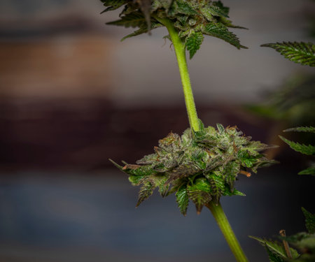 French cookies violet variety of medical marijuana with color indoor background