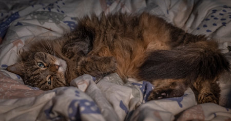 Tabby brown cat lying in white color covers in bedの写真素材