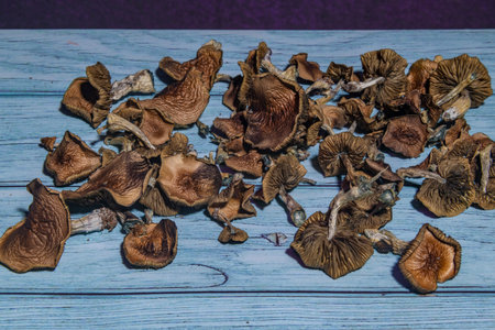 Color psilocybe mushroom from Mexico indoor fresh growing on blue old tableの写真素材