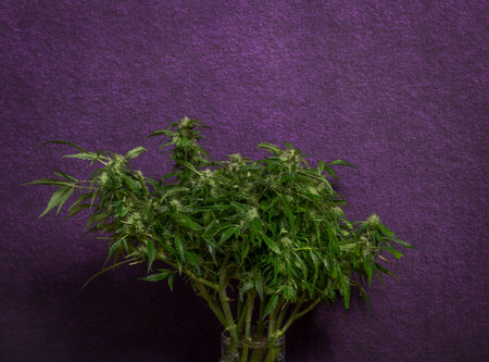 Matanuska tundra variety with green leaves and dark violet wall backgroundの写真素材