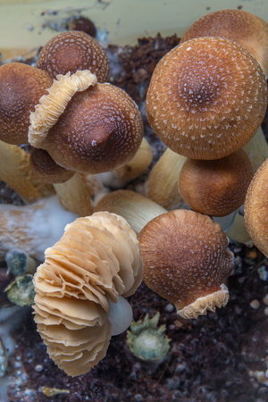 Mexican healthy psilocybe mushrooms in wet plastic box on hot boardの写真素材