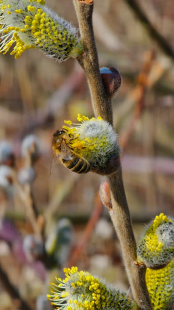 Salix caprea bloom with young yellow leg bee from fresh pollenの写真素材