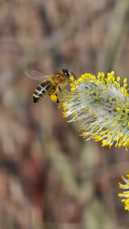 Salix caprea bloom with young yellow leg bee from fresh pollen
