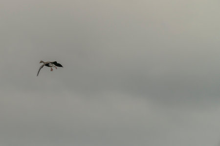 Wild goose flying over spring pond with cloudy evening skyの写真素材