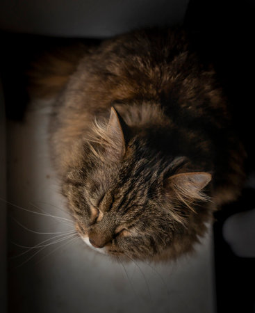 Tabby brown cat with striped legs and green eyes near window and dark curtain