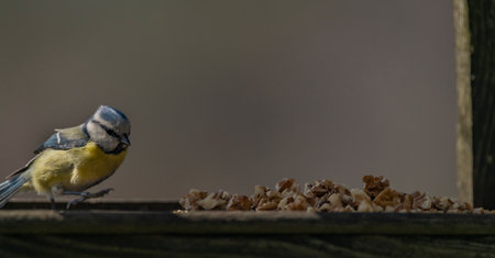 Tit mouse bird on bird feeder with nuts in sunny spring fresh morningの写真素材