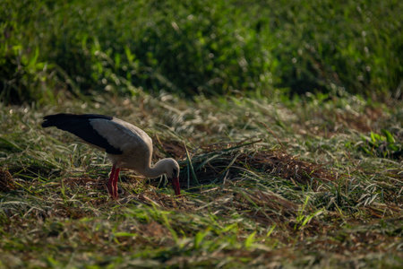 Stork on summer field with green grass and hay in sunny hot dayの写真素材