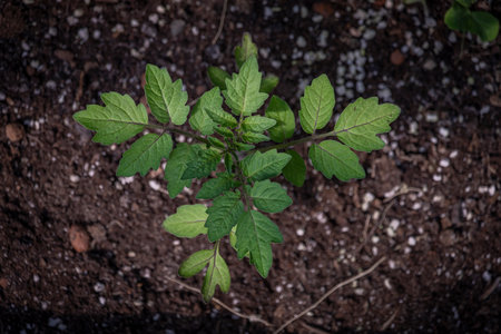 Young potato flower in greenhouse in brown soil in sunny hot dayの写真素材