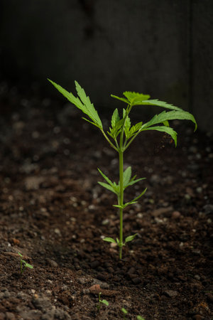 Young marijuana flower in greenhouse in sunny spring hot dayの写真素材