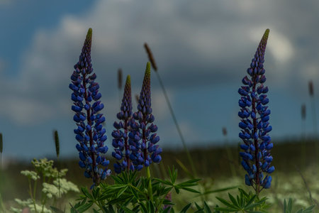 Blue and violet blossom of lupinus flower with green leaves and white cloudy morning skyの写真素材