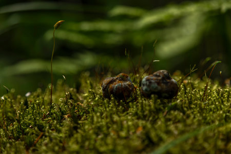 Microdosing mushrooms on green fresh moss in summer sunny forestの写真素材