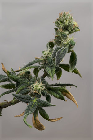 SAGE variety of marijuana flower with green blossoms and dark gray background