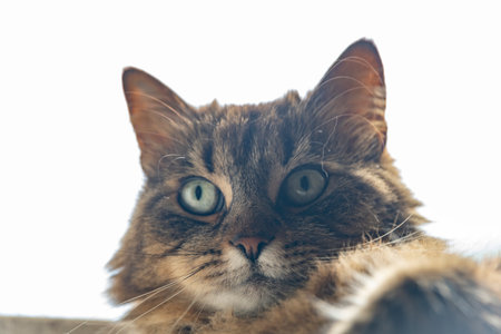 Tabby brown young female cat with green eyes and long earsの写真素材