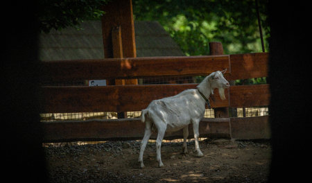 White goat near wooden brown fence in summer sunny fresh hot day