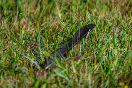 Rook black bird feather alone in summer flower color fresh meadowの写真素材