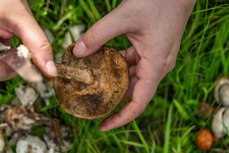 Mushrooms for food from bio nature cleaning in exterior of fresh summer hot mountainsの写真素材