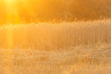 Color dark meadow with sunset color view of summer nice sunの写真素材