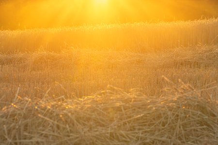 Color dark meadow with sunset color view of summer nice sunの写真素材