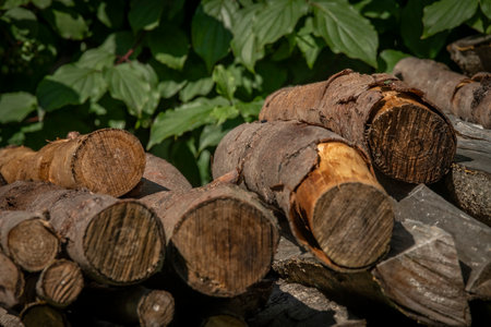 Lush forest with towering trees, scattered logs, and green plants