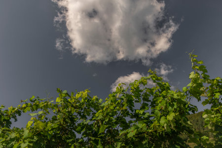 Green grapes ripen in Wachau valley near Durnstein historic townの写真素材