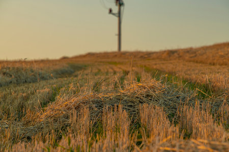 Summer color grain field in sunset evening near Roprachtice mountains village