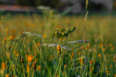 Color dark meadow with sunset color view of summer nice sun