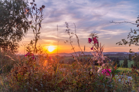 Summer color flowers with blooms and golden sky in sunset hot eveningの写真素材