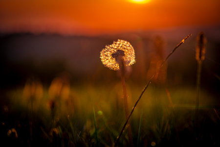 Summer color flowers with blooms and golden sky in sunset hot eveningの写真素材