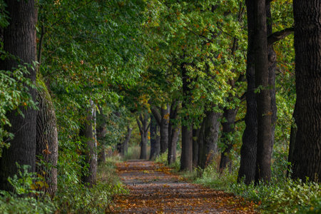 Leaf tree alley in autumn color morning near Vrbenske ponds in south Bohemia