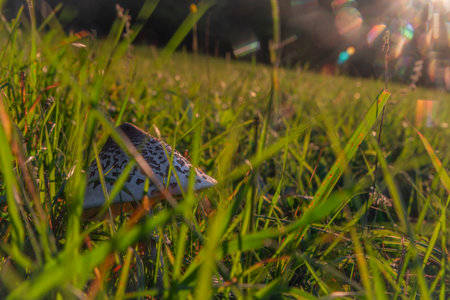 Fungus on green grass meadow near Podskalie village in Slovakia autumn color eveningの写真素材