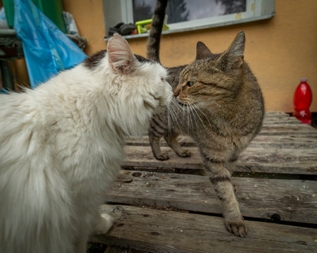 White big male cat on green grass in garden in autumn color dayの写真素材