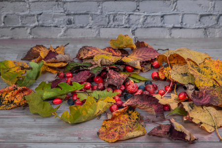Color autumn dry leaves with red briars fruit on old wooden table