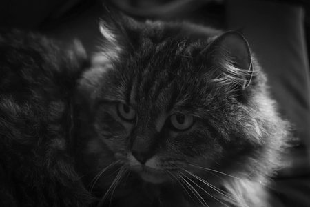 Brown tabby female cat with green eyes and nice big earsの写真素材