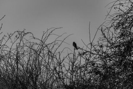 Birds on sky in cloudy dark winter morning in north Bohemia