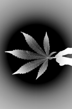 Dark green leaf of marijuana flower Critical hog variety with black background and handの写真素材