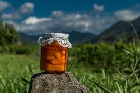 Apricot compote on stone in valley of river Donau in Austria in summer dayの写真素材