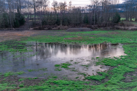 Flooded meadow with green grass in color cloudy winter evening near Tabor south Bohemia townの写真素材