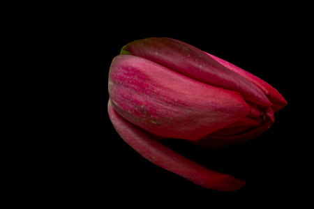 Violet tulip flower with beautiful blossom and green leaf and black dark background