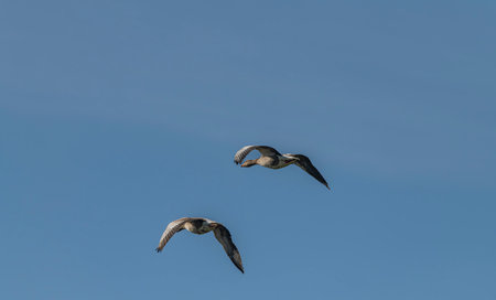 Flying color duck with blue sky in spring sunny fresh nice day