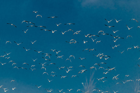 Flying color duck with blue sky in spring sunny fresh nice dayの写真素材
