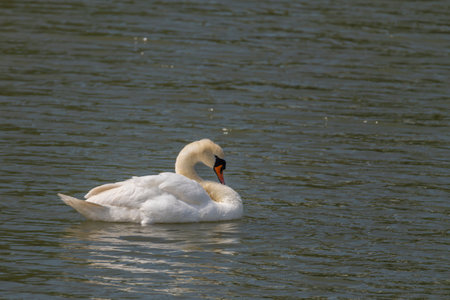 Swans on Nesyt pond in cloudy spring color day in south Moraviaの写真素材