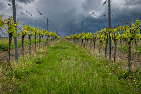 Vineyard in sunny spring cloudy day near Mikulov town in Palava areaの写真素材