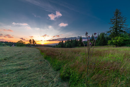 Flowers and meadows in Krusne mountains with sunny color fresh nice evening in Moldava villageの写真素材