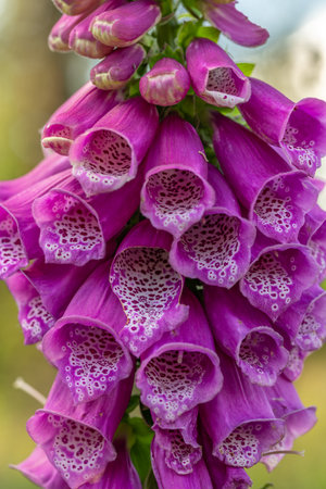 Foxglove and meadows in Krusne mountains in sunny fresh color dayの写真素材
