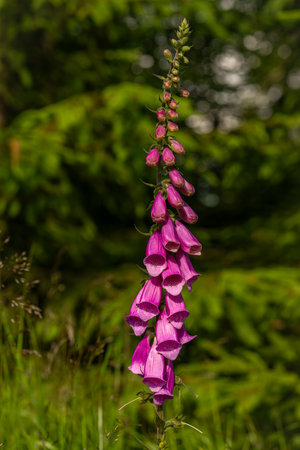 Foxglove and meadows in Krusne mountains in sunny fresh color dayの写真素材