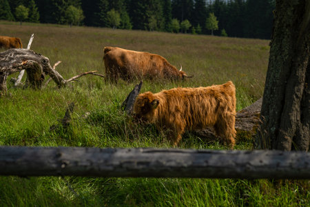 Long horn cows on green pasture land near Bozi Dar town in deep forests