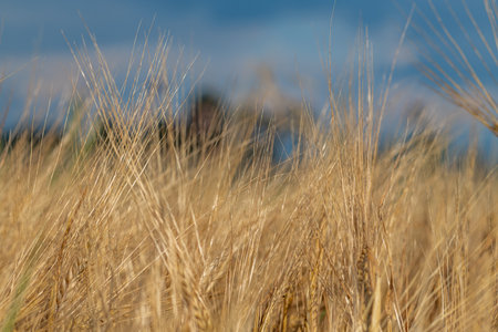 Summer hot sunny evening with golden grain and dark blue skyの写真素材