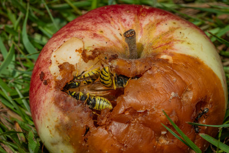 Wasp on rotten apple in green grass in summer hot sunny day